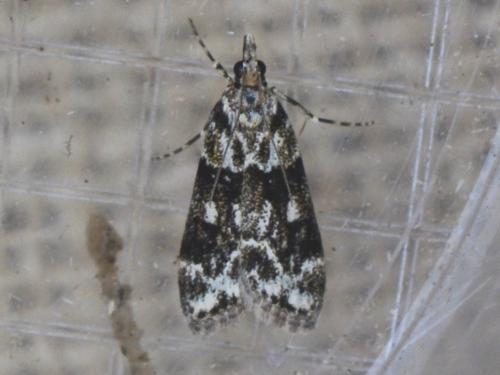 Eudonia delunella